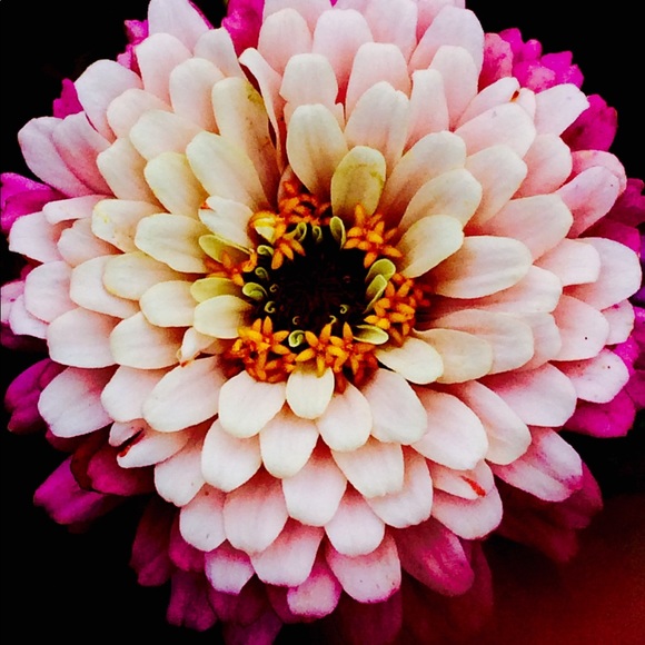 Meet your Posher, Miya - Picture 1 of 1